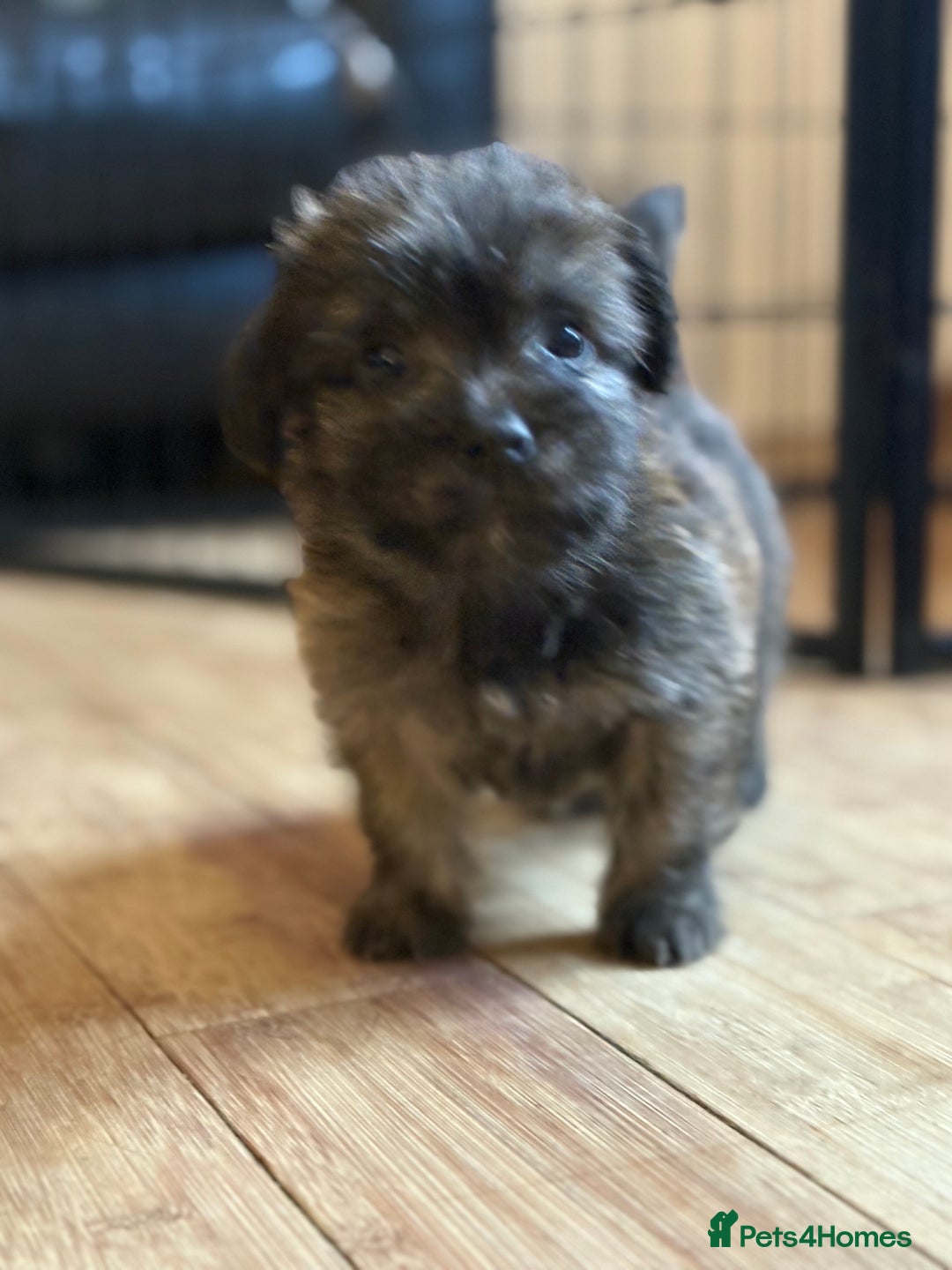 Mixed Breed dogs for sale: Fluffy Frenchie x Jackapoo  - Image 19