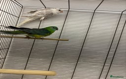 Conures birds for sale: TURQOISE PARROT / PERLY WHITE - Image 4