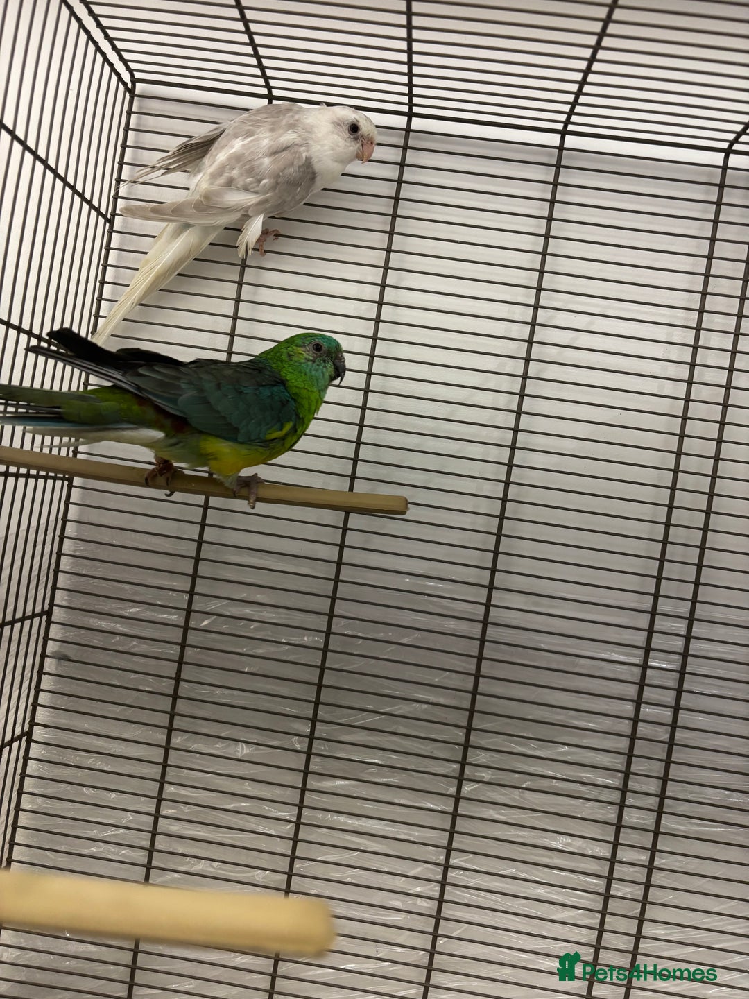 Conures birds for sale: TURQOISE PARROT / PERLY WHITE - Image 4