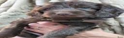Cockapoo dogs for sale: Stunning cockerpoos in Barnsley - Advert 3