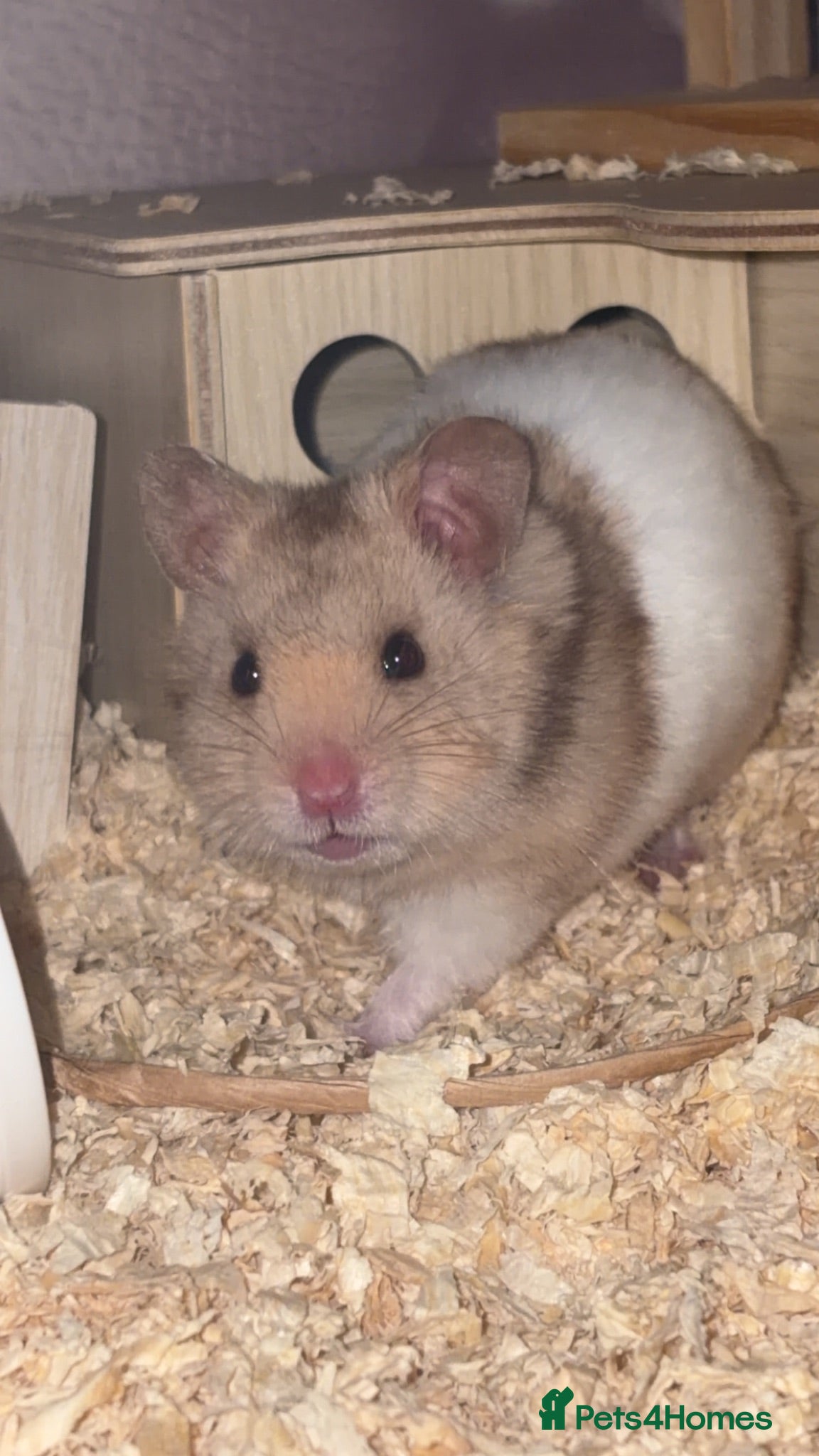 Hamster rodents Male Syrian hamster (NEED GONE ASAP) - Advert 2