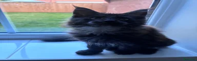 Smokey