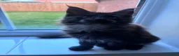 Maine Coon cats for sale: Maine Coons - Advert 7