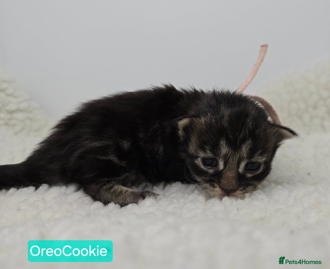 Maine Coon cats for sale: Maine Coon Kittens (Russian & Golden lines) - Advert 12