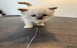 Ragdoll cats for sale: Gorgeous European ragdolls, Tica registered - Image 5