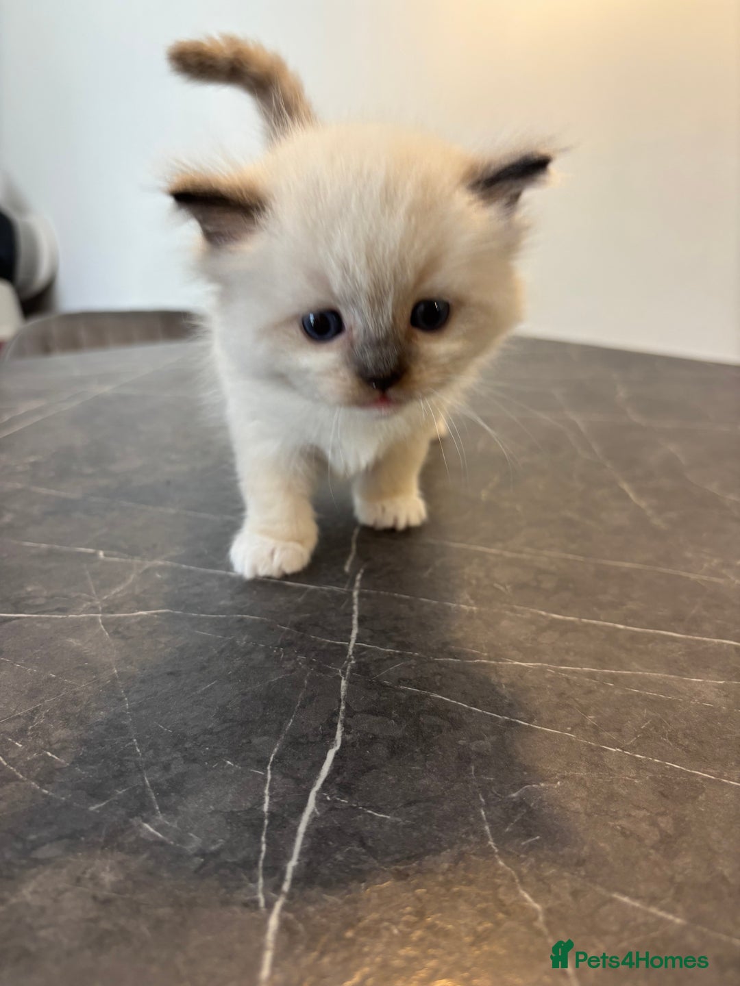 Ragdoll cats for sale: Gorgeous European ragdolls, Tica registered - Image 5