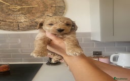 Cockapoo dogs for sale: F1B Cockapoo puppy's x6 stunning colours - Image 1