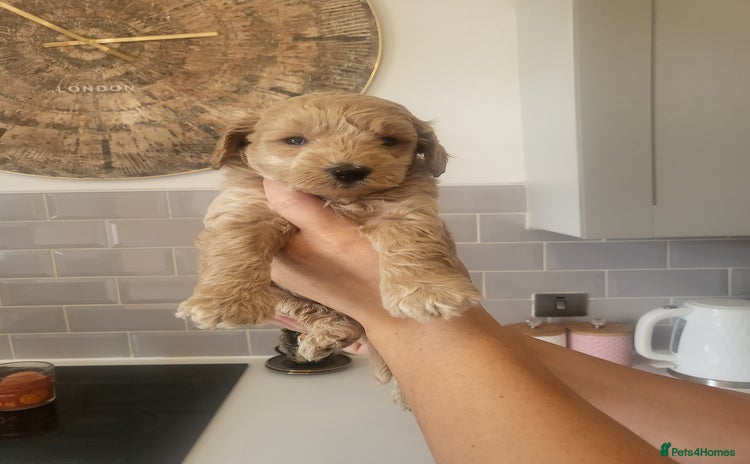 Cockapoo dogs - Advert 1