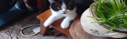 British Shorthair cats for sale: Grand champion sired - Advert 13