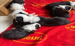 Old English Sheepdog dogs for sale: old english sheepdog puppies - Image 5