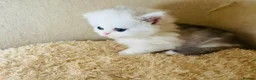 Munchkin cats for sale: Show-Quality Minuet Kittens – Rare in the UK - Advert 14