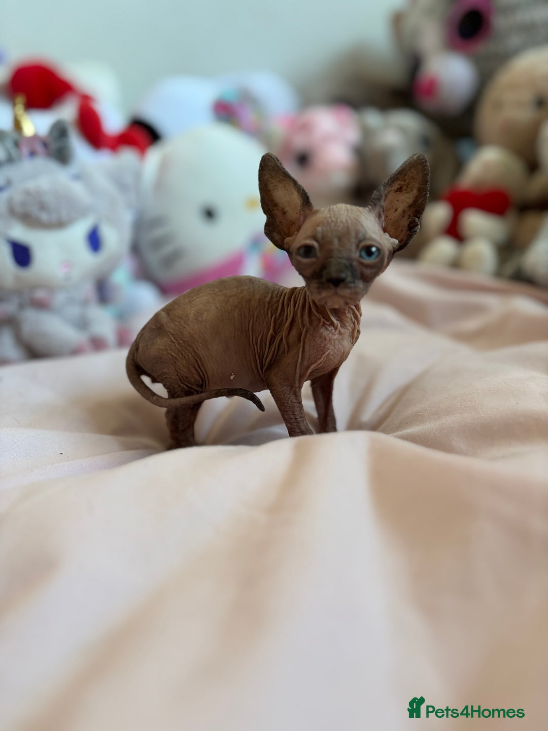 Sphynx cats for sale: Adorable Tica Registered Sphynx Kittens - Blue  - Advert 11