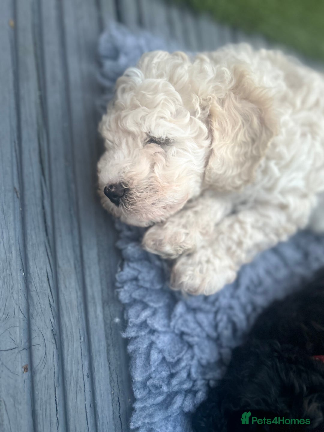 Maltipoo dogs for sale: Stunning F1b Toy Maltipoo puppies  in Bristol - Image 25
