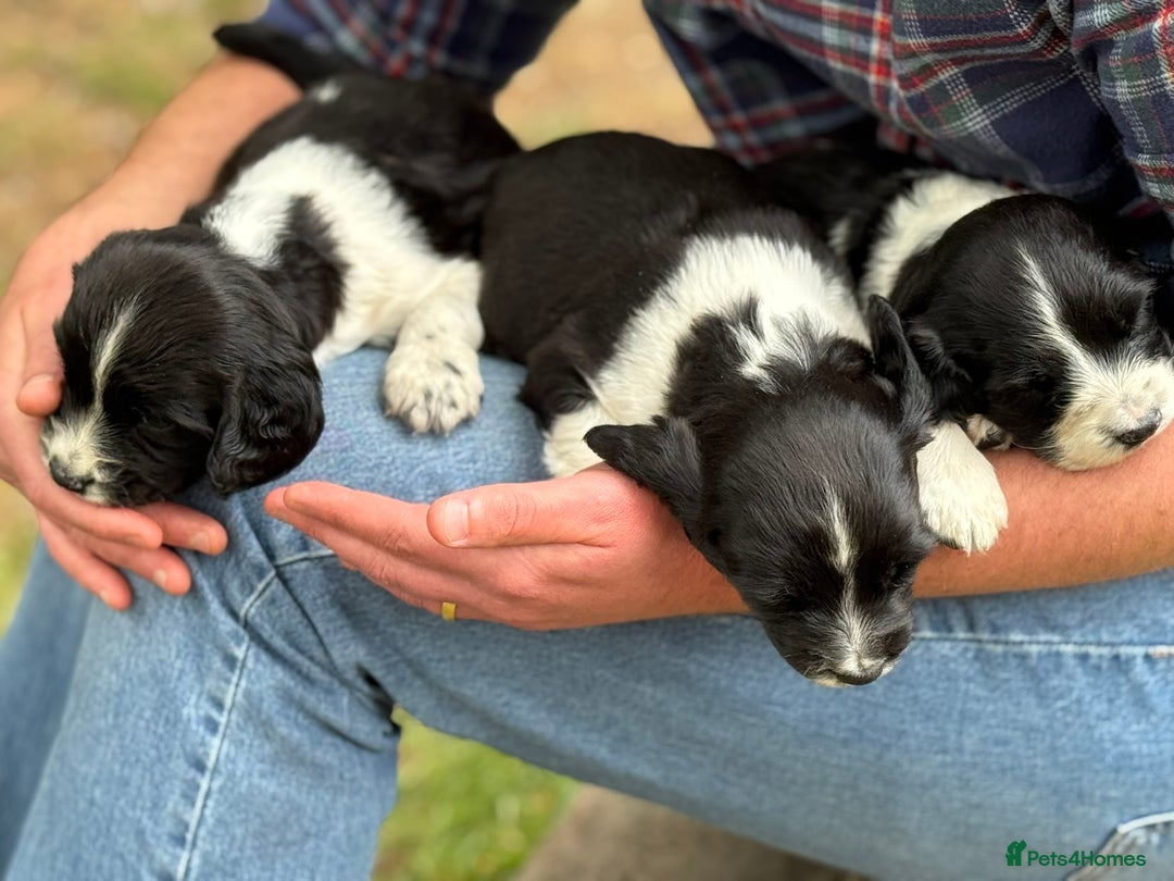 English Springer Spaniel dogs for sale: Springer Spaniel Puppies - Image 14