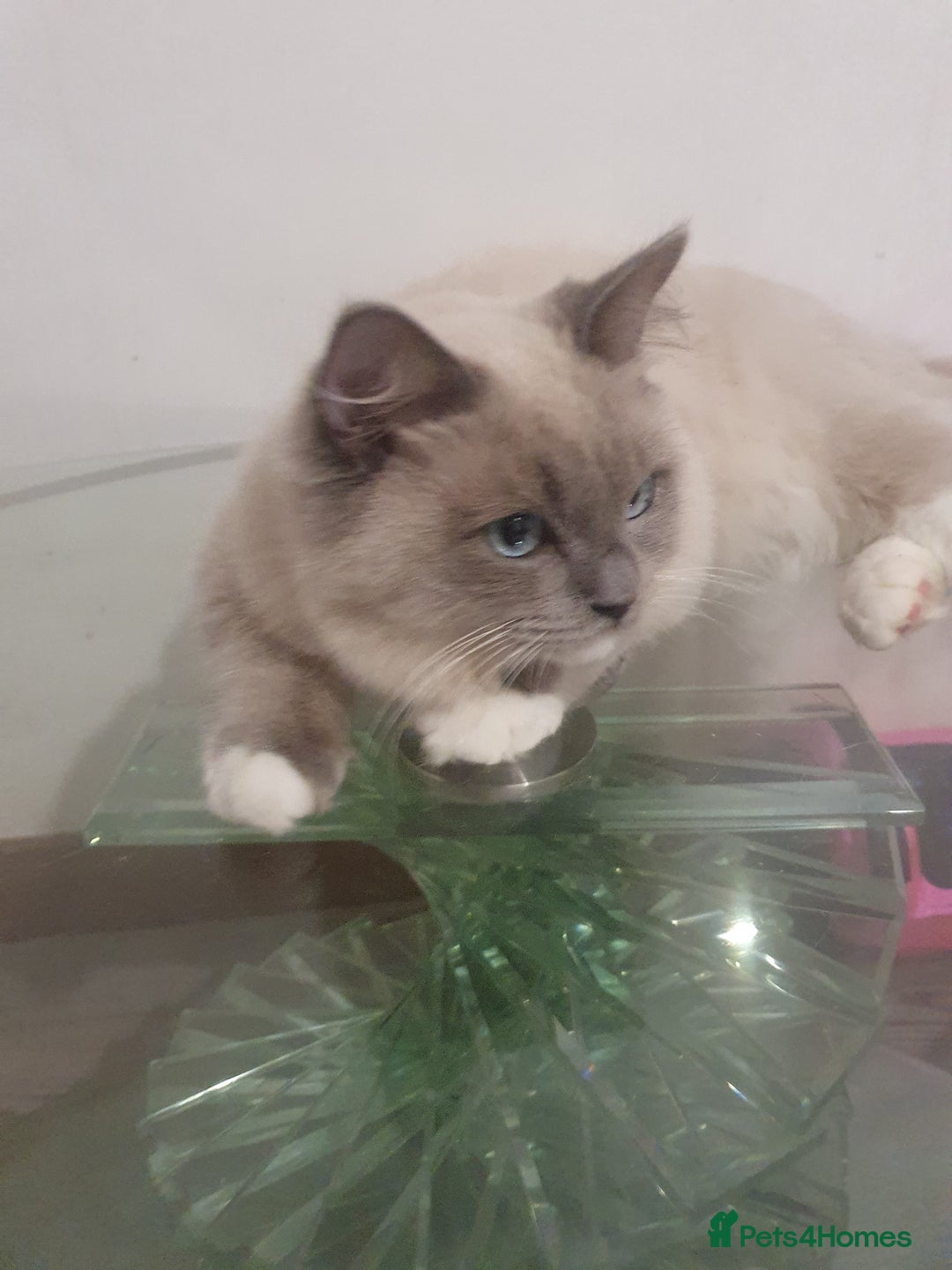 Ragdoll cats for sale: 6.5Months RagdollBoys - Advert 15