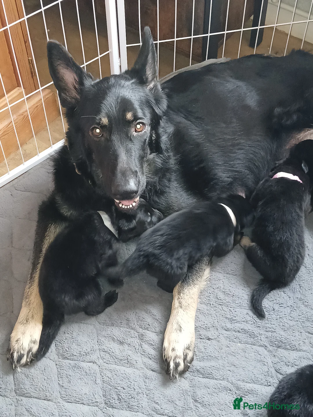 German Shepherd dogs for sale: German shepards puppies - Advert 12