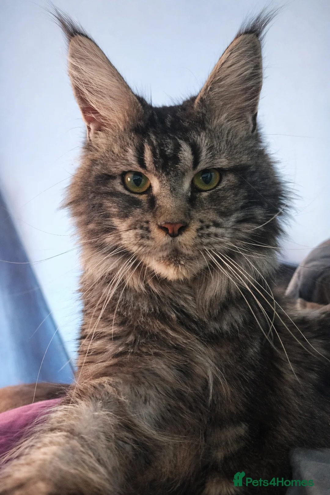 Maine Coon cats for sale: TICA Registered Maine Coon Kitten - Advert 2