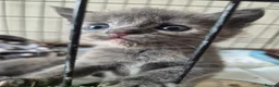 Mixed Breed cats for sale: Three female kittens - Advert 9