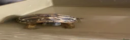 Hermann Tortoise reptiles for sale: Two Hermanns tortoises  - Advert 5