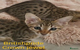 Savannah cats for sale: Britishpride F7 Savannah Kittens Male and female  - Image 2