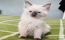 Ragdoll cats for sale: Ragdoll kittens (ready to leave now) - Image 19