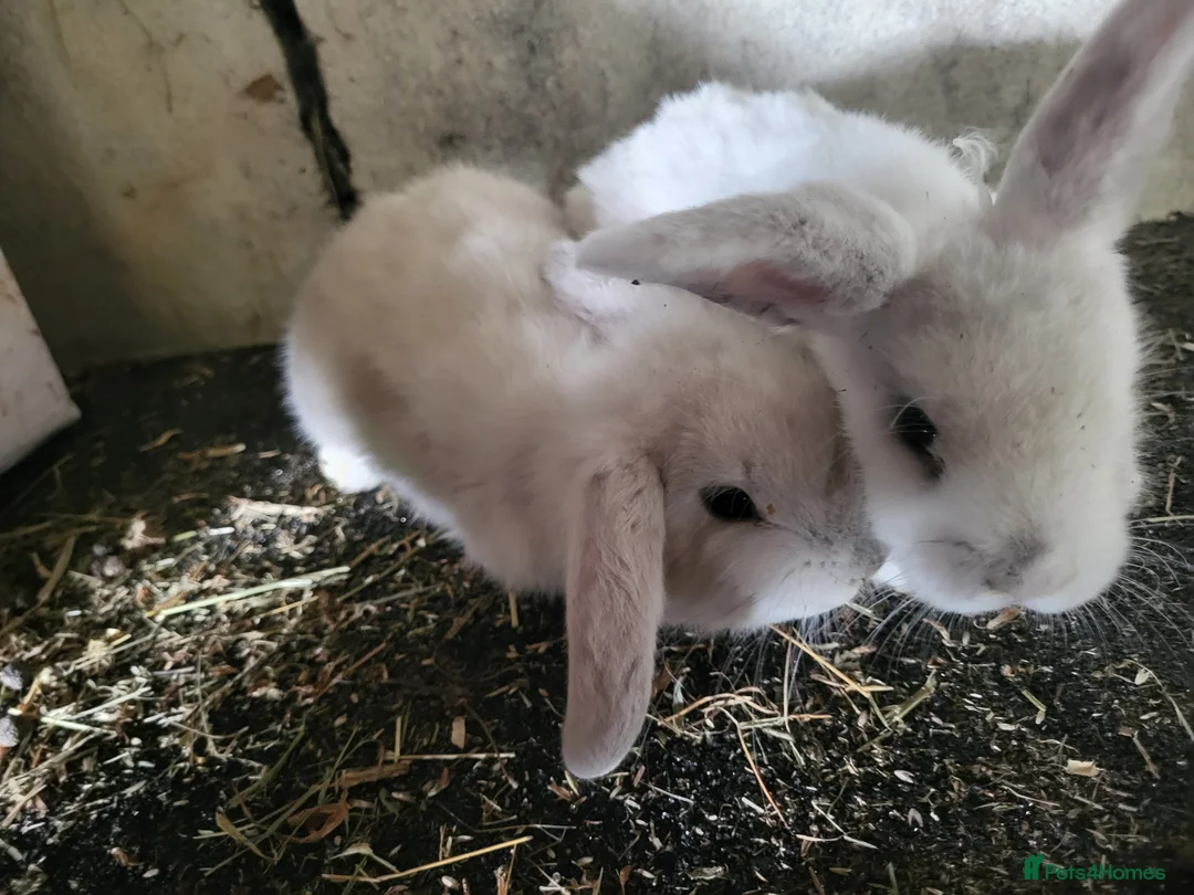 Mixed Breed rabbits for sale: Stunning selection of rabbits - Advert 2
