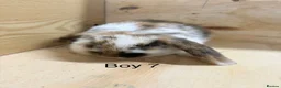 Mini Lop rabbits for sale: Beautiful mini lop bunnies - Advert 8
