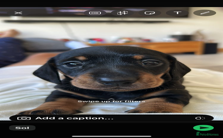 Miniature Dachshund dogs - Advert 2