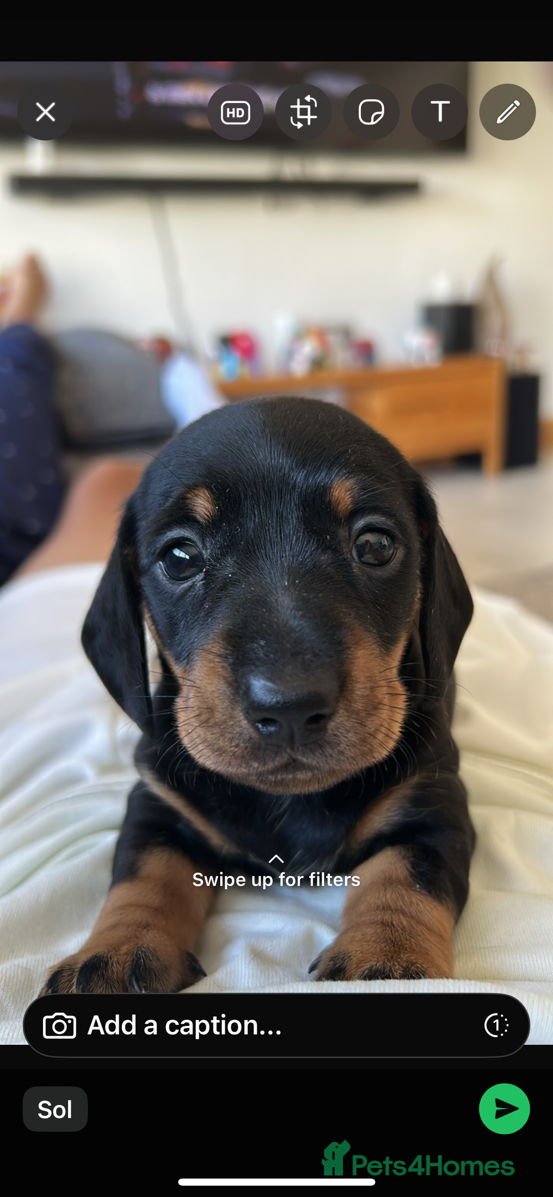 Miniature Dachshund dogs for sale: Miniature Black and Tan Daschund puppies for sale - Image 1