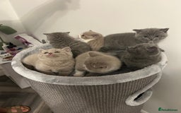 British Shorthair cats for sale: BSH Kittens 🧡🩷❤️💜💛💖 - Image 9