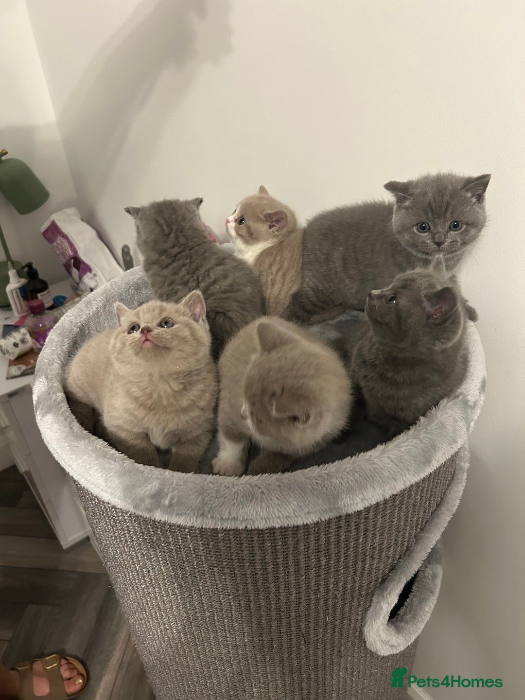 British Shorthair cats for sale: BSH Kittens 🧡🩷❤️💜💛💖 - Image 9