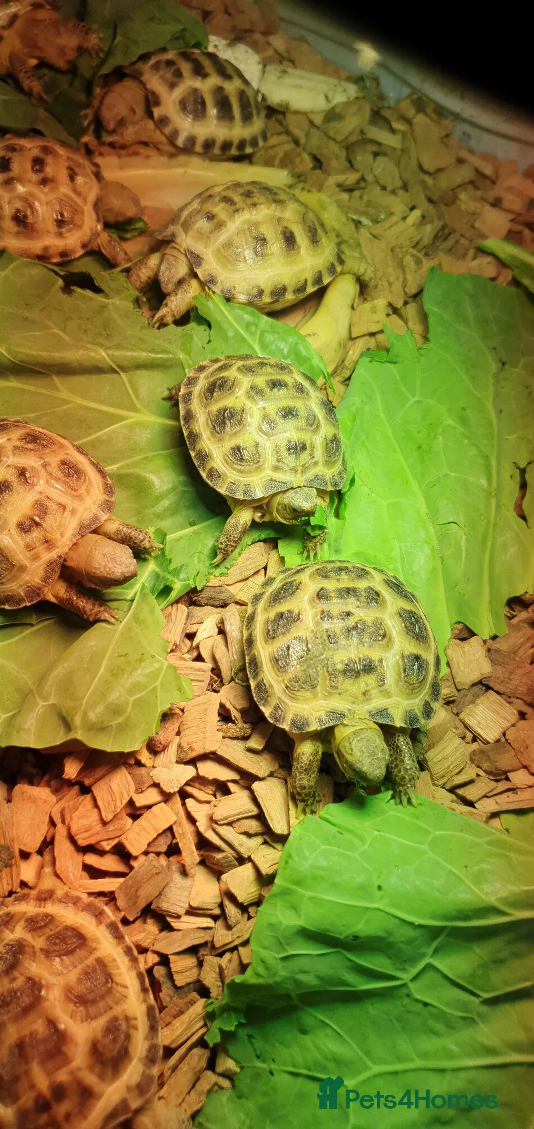 Tortoise reptiles for sale: Baby horsefield tortoise with full set up  - Advert 7