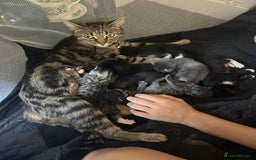 Mixed Breed cats for sale: Gorgeous Black and White Tuxedo Kittens - Image 5