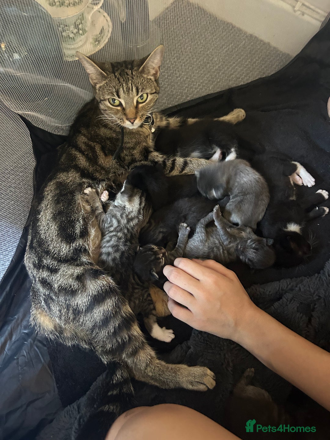 Mixed Breed cats for sale: Gorgeous Black and White Tuxedo Kittens - Image 5