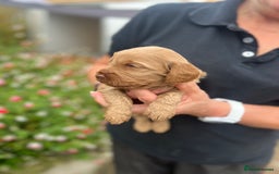 Cocker Spaniel dogs for sale: Beautiful KC English cocker spaniel pups - Image 7