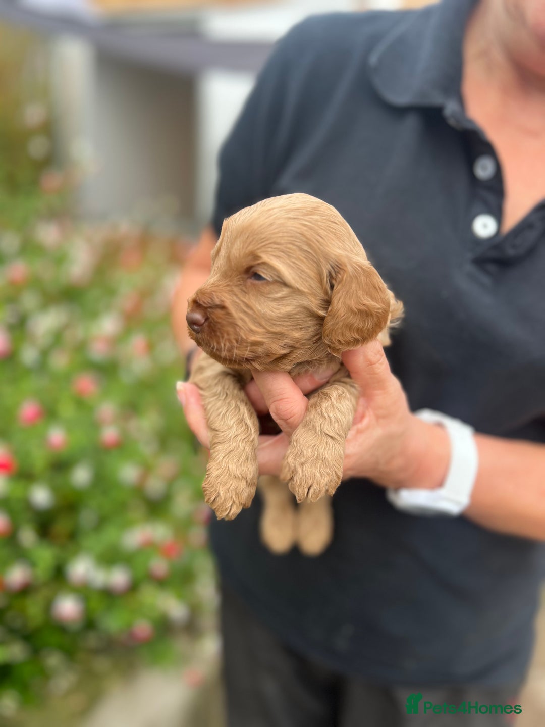 Cocker Spaniel dogs for sale: Beautiful KC English cocker spaniel pups - Image 7