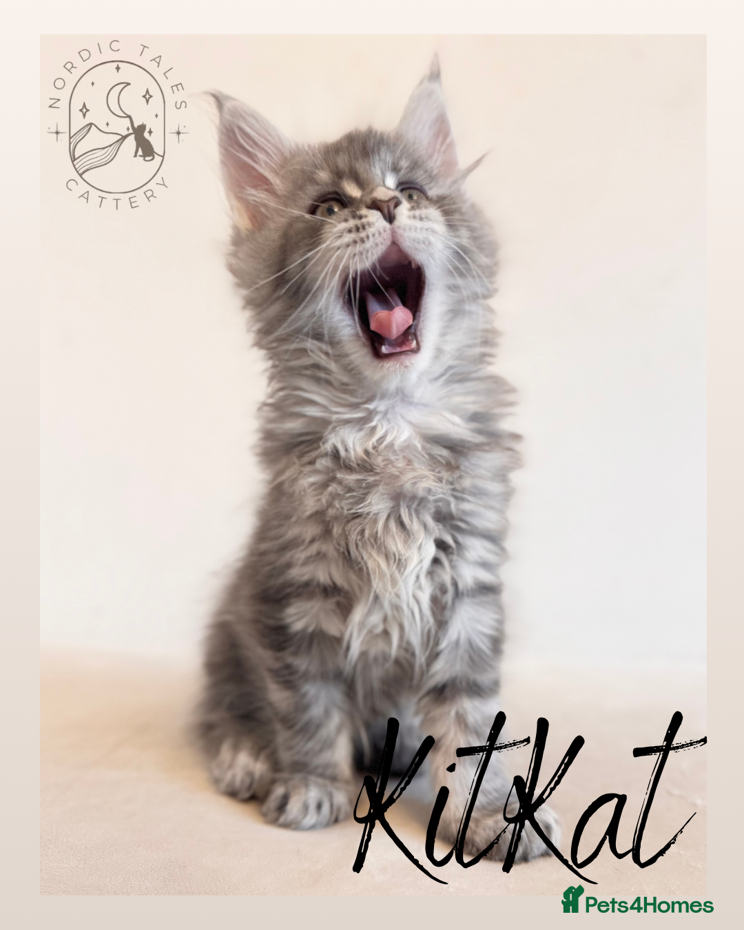 Maine Coon cats for sale: High Smoke, Smoke & Tabby Maine Coons - Advert 19