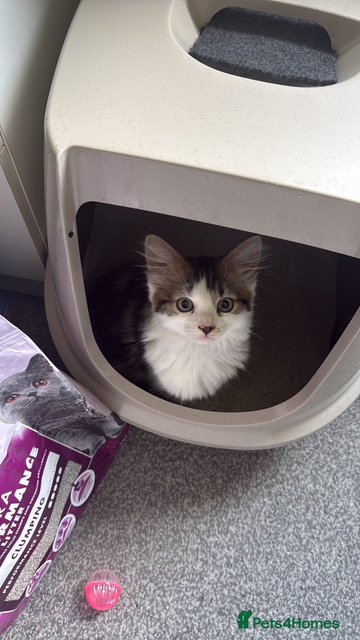 British Longhair cats Sweet Kitten  - Advert 13