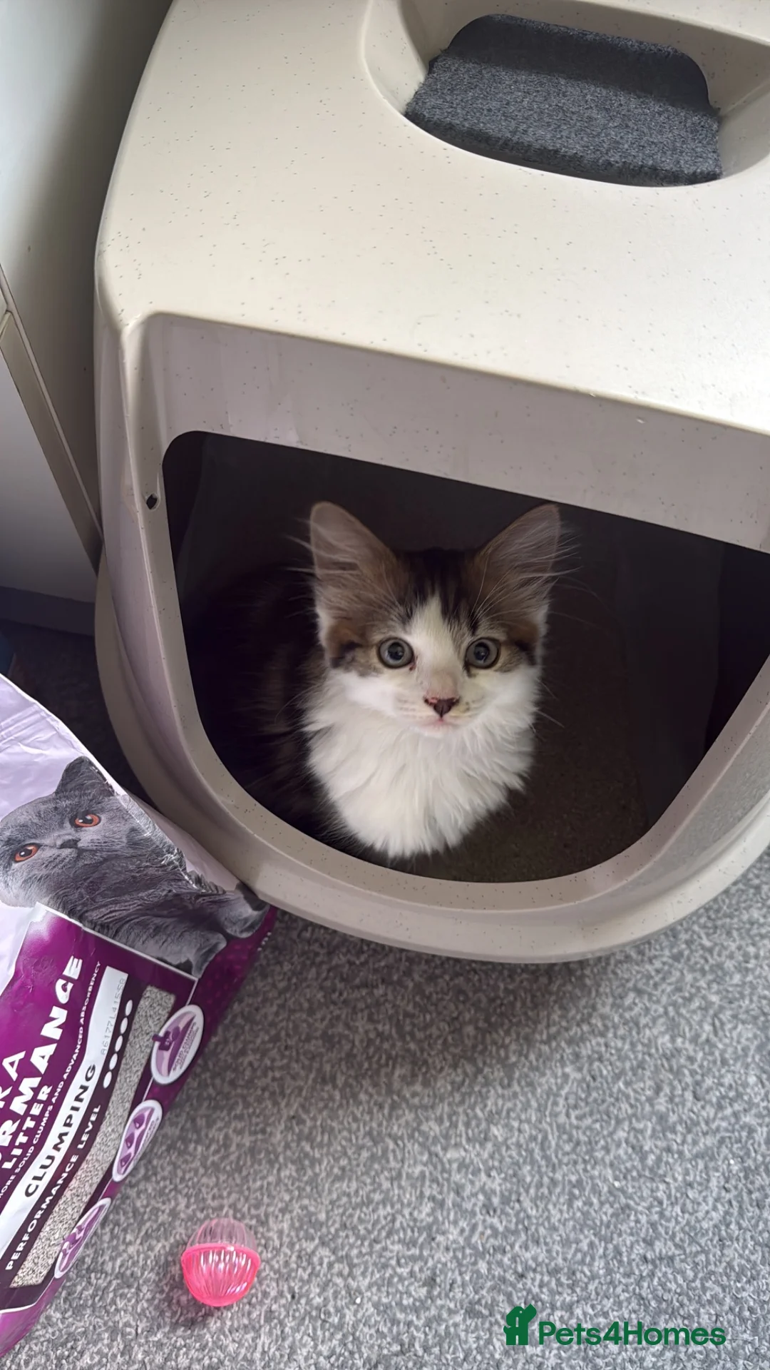 British Longhair cats for sale: Sweet Kitten  - Advert 1