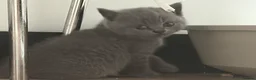 British Shorthair cats for sale: Beautiful British shorthair blue kittens - Advert 5