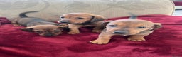 Mixed Breed dogs for sale: Jackshund puppies for sale !  - Advert 6
