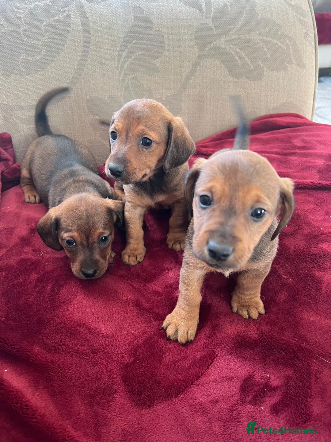 Mixed Breed dogs for sale: Jackshund puppies for sale !  - Advert 6