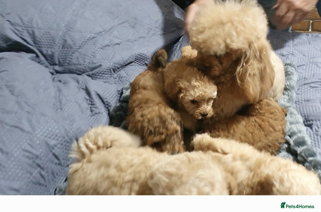 Toy Poodle dogs for sale: KC Toy Poodles, health tested, champion bloodline - Image 28