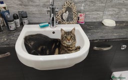 Maine Coon cats for sale: Maincoon cross domestic long hair, 11 months old - Image 11