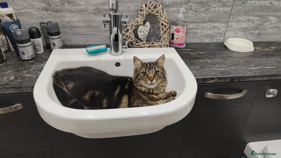 Maine Coon cats for sale: Maincoon cross domestic long hair, 11 months old - Image 11