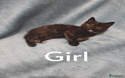 Mixed Breed cats for sale: Beautiful kittes Videos - Advert 17