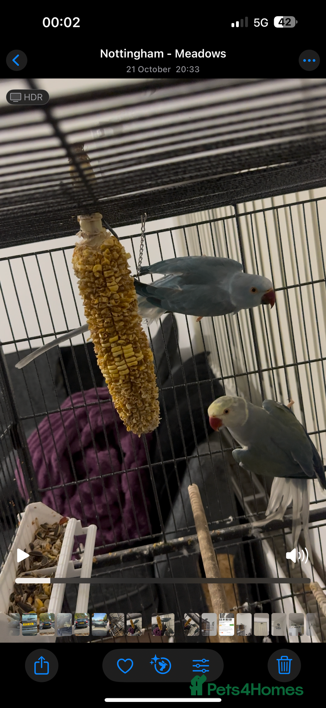Ringnecks birds for sale: Breeding pairs of Indian ring neck BLUE - Advert 1