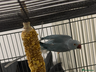 Ringnecks birds Breeding pairs of Indian ring neck BLUE - Advert 1