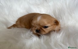 Shih Tzu dogs for sale: Stunning full Imperial Shih Tzu’s - Image 6