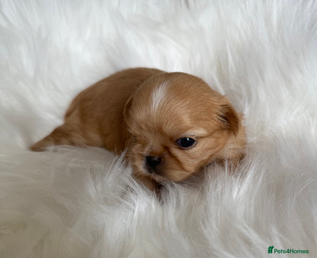 Shih Tzu dogs for sale: Stunning full Imperial Shih Tzu’s - Image 6